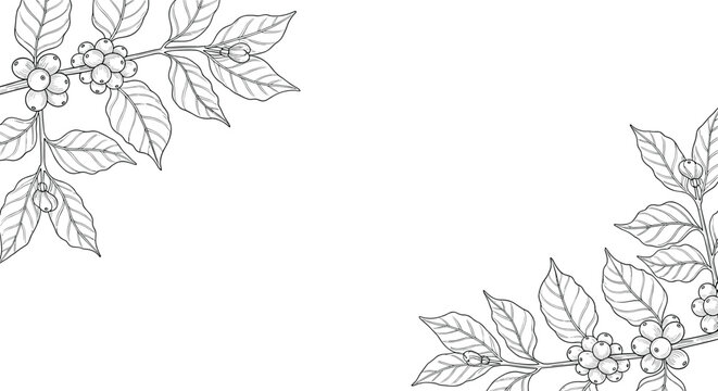 Vintage hand-drawn coffee plant branches with leaves and berries arranged as corner elements for a botanical frame or background design.