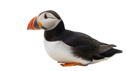 Adorable puffin portrait with striking orange beak against a stark black backdrop, perfect for conservation projects