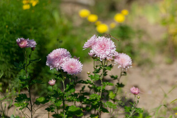 Pink chrysanthemums bloom in a garden with yellow flowers in the background. The scene captures the beauty of nature in spring.