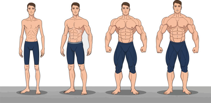 See the incredible transformation journey from skinny to muscular with these progressive male body type examples