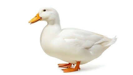 white duck isolated on white