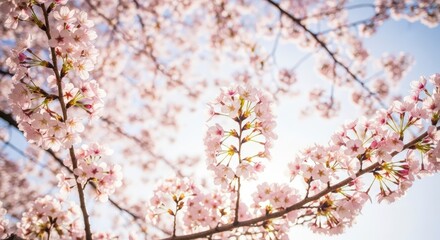 Fototapeta premium Close-up of delicate cherry blossoms in full bloom against a bright sky, bathed in soft sunlight.