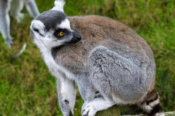 Fototapeta premium Maki Catta