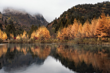 Fototapeta premium autumn in the forest