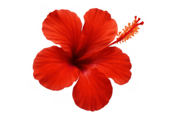 Red hibiscus flower blossoming, showing detailed petals and stamen, isolated on a transparent background, tropical beauty