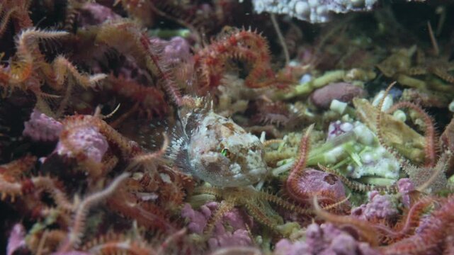 Shorthorn sculpin resting on rocky sea floor in Perc&eacute;, Quebec, underwater 4K 60FPS marine wildlife footage showcasing cold-water benthic ecosystem and camouflage behavior