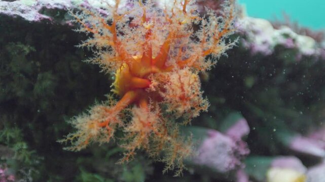 Scarlet sea cucumber on rocky sea floor in Perc&eacute;, Quebec, underwater 4K 60FPS marine wildlife footage showcasing cold-water benthic ecosystem and vibrant invertebrate behavior