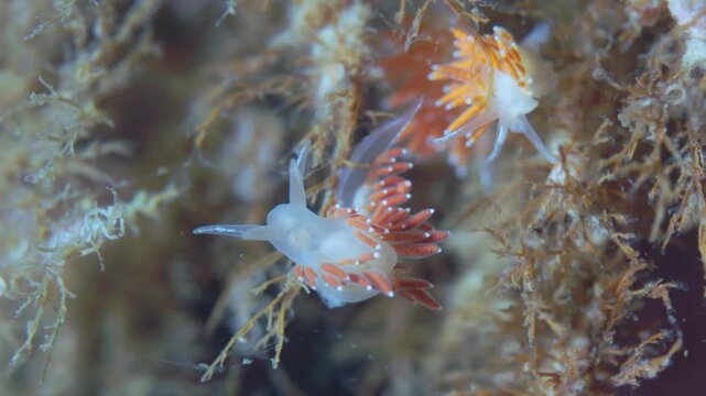 Flabellina salmonacea nudibranch on rocky sea floor in Perc&eacute;, Quebec, underwater 4K 60FPS marine wildlife footage showcasing cold-water benthic ecosystem and vibrant cerata