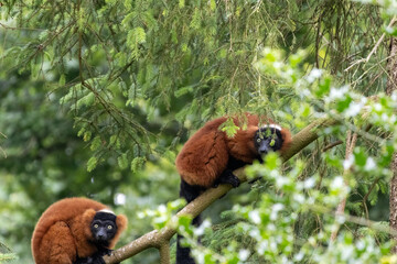 Maki Vari Roux © Ludovic