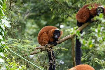 Maki Vari Roux © Ludovic