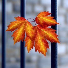 Autumn Maple Leaves Against Blue Fence