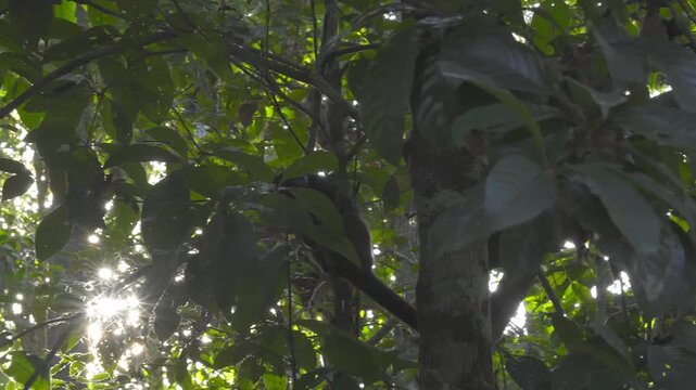 Dusky titi monkey perched on tree branch in rainforest