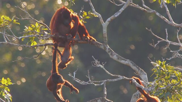 Juvenile Red Howler Monkey Engaging with Baby Sibling Close to Mother in Lush Forest Canopy During Golden Hour
