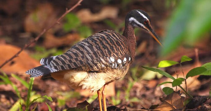 Sunbittern standing in a forest clearing with golden light