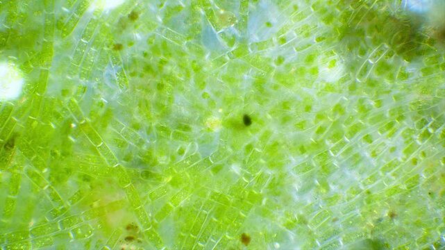Green algae filaments under microscope