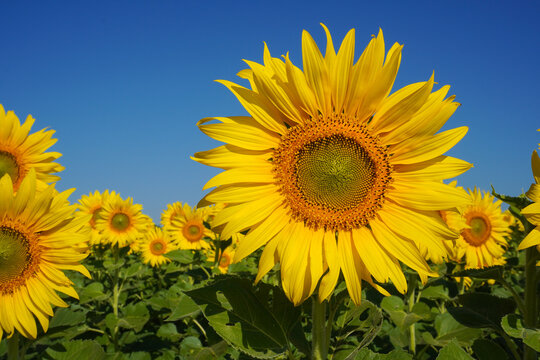 The sunflower in full bloom stands under a clear blue sky. The flower has yellow petals; it appears that there are lots of yellow flowers in the field. - Powered by Adobe