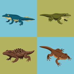 set illustration vector graphic of various evolutions of frog species