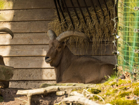 Mouflon &agrave; manchettes