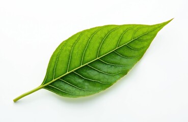 Obraz premium A vibrant green leaf with prominent veins rests on a clean white backdrop. Its detailed texture and fresh appearance suggest growth and nature. This isolated specimen highlights botanical beauty.