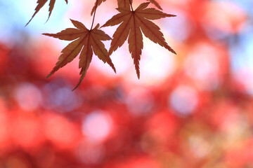 鮮やかな紅葉　バックグラウンド