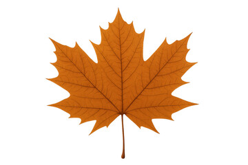Fototapeta premium Maple leaf in orange autumn color, displaying seasonal change, isolated with transparent background for easy use