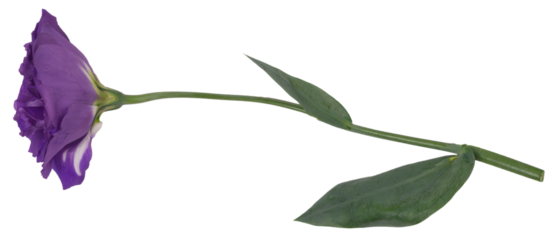 Isolated purple flower with stem on a white background, side view