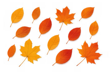Autumn leaves falling, creating a colorful seasonal design. Maple and oak foliage bringing warm hues of orange and yellow