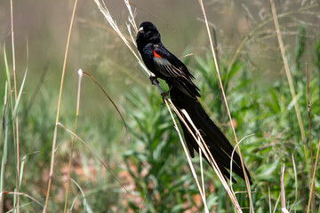 South African birds - long-tailed widowbird male in breeding plumage