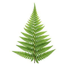 Perfect Fern Leaf