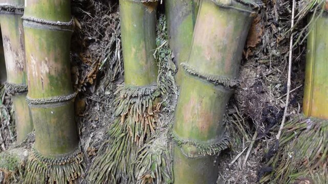 Underground Bamboo Rhizomes and Bamboo Tree with Roots Closeup showing Natural growth pattern