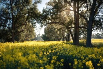 Obraz premium Sunlit field of yellow flowers under large trees with dappled light