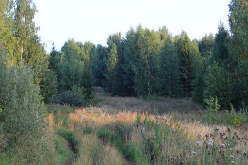 forest of northeastern Europe in late summer