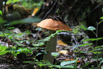 mushroom in the forest