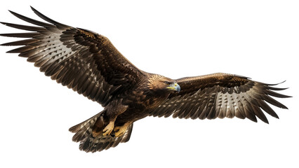 Majestic golden eagle flying PNG isolated on transparent background, powerful bird of prey with outstretched wings for wildlife and nature designs