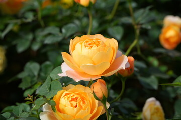 yellow rose