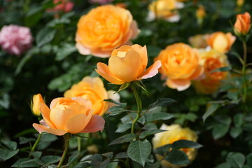 yellow rose