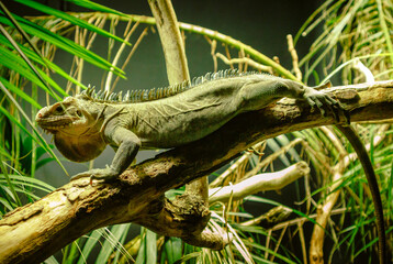 Iguana on a branch