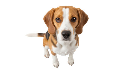 Adorable beagle dog PNG isolated on transparent background, cute puppy with brown and white fur looking up for pet-related designs © James