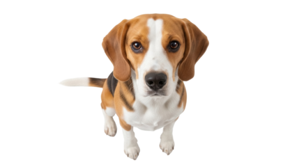 Adorable beagle dog PNG isolated on transparent background, cute puppy with brown and white fur looking up for pet-related designs