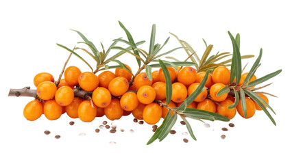 Sea buckthorn branch with orange berries isolated PNG, healthy fruit with green leaves on transparent background for food and nutrition concepts