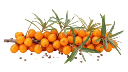 Sea buckthorn branch with orange berries isolated PNG, healthy fruit with green leaves on transparent background for food and nutrition concepts