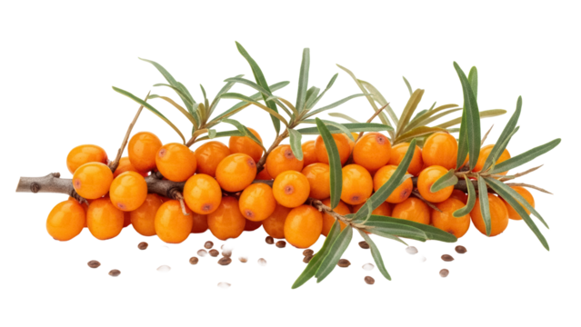 Sea buckthorn branch with orange berries isolated PNG, healthy fruit with green leaves on transparent background for food and nutrition concepts - Powered by Adobe