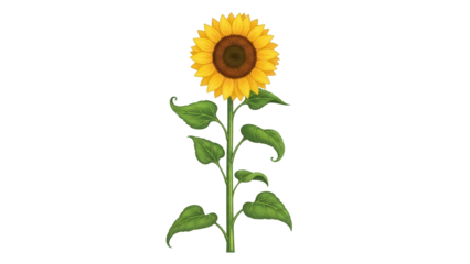 Vibrant sunflower PNG isolated on transparent background, detailed botanical artwork of a blooming flower with green leaves and a textured center