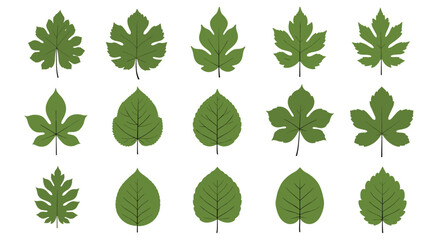 A set of fifteen different green leaf types is systematically arranged in rows showcasing a variety of shapes and sizes on white.