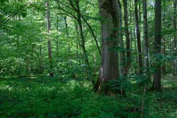 Dense mixed forest with lush understory and natural vegetation in summer light
