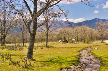 El Paular valley with grazing horses and snowy mountain