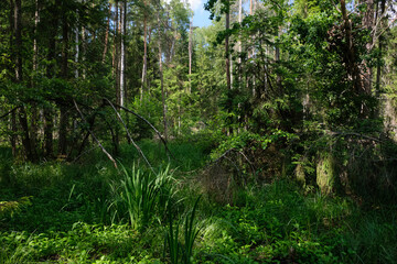 Dense mixed forest with lush understory and natural vegetation in summer light