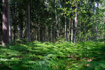 Dense mixed forest with lush understory and natural vegetation in summer light