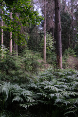 Dense mixed forest with lush understory and natural vegetation in summer light