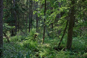 Dense mixed forest with lush understory and natural vegetation in summer light